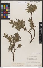 Foto von Salix breviserrata Flod.